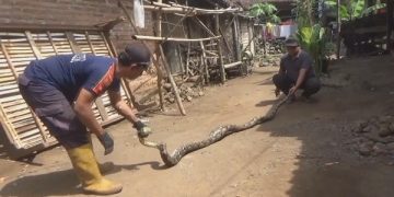 Ular sanca kembang yang berhasil diamankan petugas BPBD. Foto: Bacaini/Syailendra