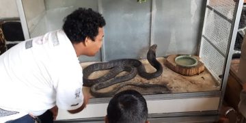 Tim Panji Petualang saat melihat ular king kobra sebelum dibawa ke Jawa Barat. Foto: Bacaini/Aby