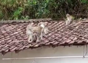 Petugas BKSDA Gagal Menangkap Kawanan Monyet di Rumah Warga