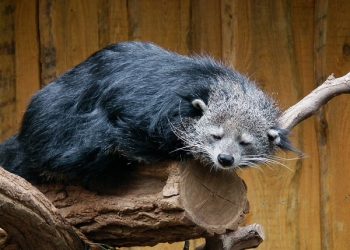 Gara-gara Musang, Warga Tulungagung Ditangkap Polisi