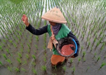 Petani di Bangkalan masuk awal musim panen. Foto: Bacaini/Rusdi