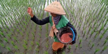 Petani di Bangkalan masuk awal musim panen. Foto: Bacaini/Rusdi