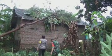 Salah satu rumah warga tertimpa pohon tumbang. Foto: Bacaini/Syailendra