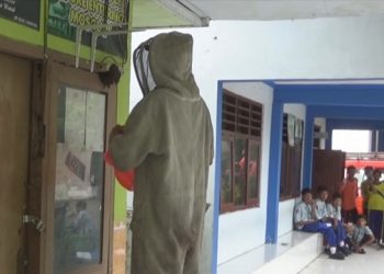 Damkar Jombang Evakuasi Sarang Lebah di Ruang Kelas