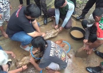 Tim Balai Pelestarian Kebudayan (BPK) wilayah XI Jatim membersihkan dua arca yang baru ditemukan dari situs Gondang. Foto: Bacaini/Aby