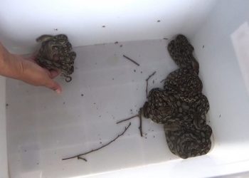 Ular piton anakan yang berkeliaran di pemukiman warga. Foto: Bacaini/Aby