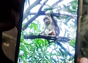 Monyet yang meresahkan warga Desa Wonorejo, Kecamatan Ngadiluwih, Kabupaten Kediri. Foto: Bacaini/AK.Jatmiko