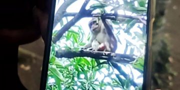 Monyet yang meresahkan warga Desa Wonorejo, Kecamatan Ngadiluwih, Kabupaten Kediri. Foto: Bacaini/AK.Jatmiko