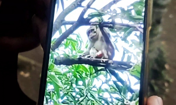 Monyet yang meresahkan warga Desa Wonorejo, Kecamatan Ngadiluwih, Kabupaten Kediri. Foto: Bacaini/AK.Jatmiko