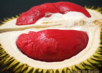 Durian Merah Banyuwangi Terdaftar Varietas Resmi Kementan