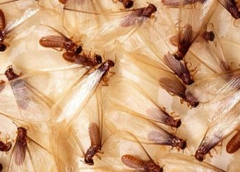 Cara Memasak Laron Yang Lezat