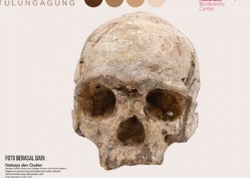 Museum Belanda Kirim Replika Fosil Homo Wajakenis ke Tulungagung