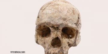 Foto fosil tengkorak Homo Wajakensis. Foto: Bappeda Tulungagung