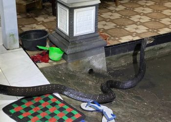Ular King Kobra Ditemukan di Rumah Warga Trenggalek