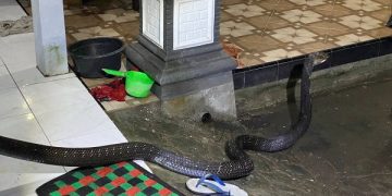 Penampakan ular jenis king kobra di salah satu rumah warga Trenggalek. Foto: Bacaini/Aby