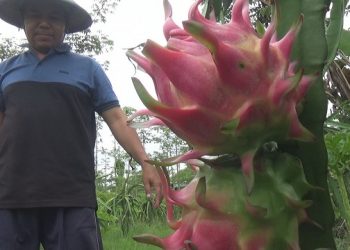 Hasil Panen Turun, Petani Buah Naga Malah Panen Rezeki