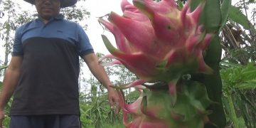 Asnawi di ladang buah naga miliknya. Foto: Bacaini/Syailendra