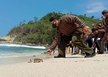 Pantai Galur Pakis Tulungagung Jadi Lokasi Konservasi Penyu