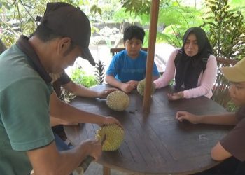 Sensasi Makan Durian Langsung Petik Dari Pohon