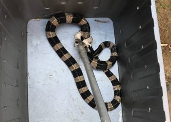 Teror Ular di Trenggalek, Begini Penjelasan Damkar