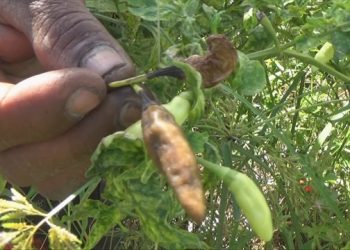 Lahan Cabai Petani di Jombang Diserang Jamur Patek