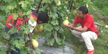 Budidaya melon yang dikelola petani di Trenggalek. Foto: Bacaini/Aby