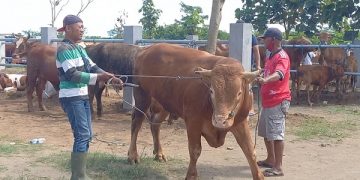 Pedang sapi di Pasar Hewan Ngunut Tulungagung. Foto: Bacaini/Setiawan