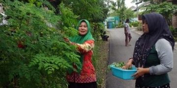 Daun kelor yang tumbuh subur di Desa Balongmojo sebagai bahan campuran membuat pentol. Foto: Bacaini/Fio