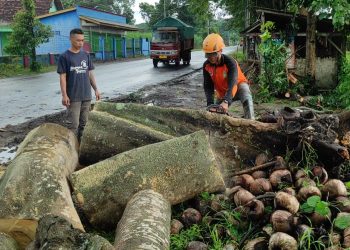 Pohon Tumbang Menimpa Pengendara Motor, 1 Orang Tewas di TKP