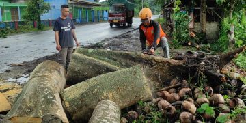 Petugas BPBD Kabupaten Kediri melakukan pemotongan pohon tumbang. Foto: Bacaini/AK.Jatmiko