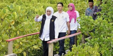 Gubernur Khofifah bersama Bupati Arifin di hutan mangrove trenggalek. Foto: Bacaini/Aby