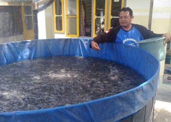 Totok Winaryo saat menebar pelet untuk pakan ikan lele. Foto: Bacaini/Fio