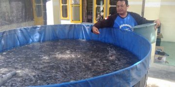 Totok Winaryo saat menebar pelet untuk pakan ikan lele. Foto: Bacaini/Fio