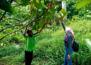 Kopi Asmoro Mojokerto, Varietas Baru Penikmat Kopi