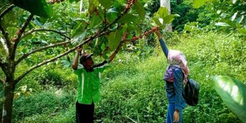 Suyanto memetik biji kopi yang diolah menjadi produk Kopi Asmoro. Foto: Bacaini/Fio