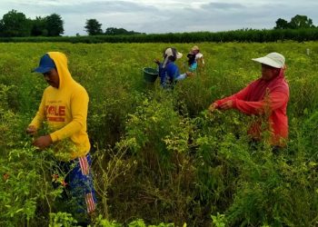 Kena Serangan Patek, Panen Petani Cabai Turun 80 Persen