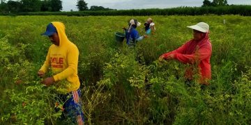 Ponianto memanen cabai rawit sekalipun yang masih hijau. Foto: Bacaini
