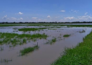 Petani di Mojosari Terancam Gagal Panen Akibat Banjir