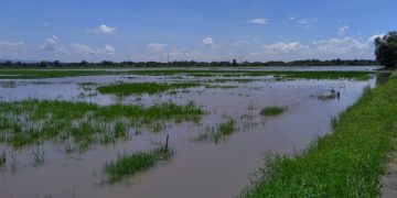 Kondisi sawah milik petani di Dusun Lontar. Foto: Bacaini/Fio