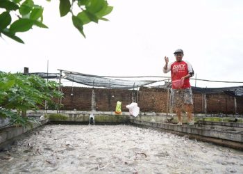 Produksi Meroket, Pemkab Kediri Akan Membuat Kontes Ikan Lele