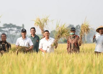 Hasil Panen Raya Padi Petani di Kota Kediri Melimpah