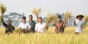 Wali Kota Kediri, Abdullah Abu Bakar ikut panen raya padi bersama petani di Kota Kediri. Foto: Ist