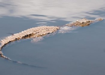 3 Ekor Buaya Muara Kembali Gegerkan Warga di Kediri