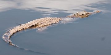 Ilustrasi buaya di sungai. Foto: Unsplash