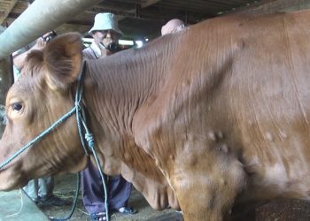 Virus LSD Meluas, Jangkiti 938 Sapi di Jombang