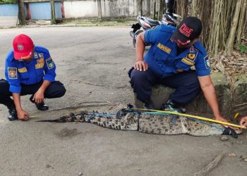 Buaya Muara di Desa Janti, Kediri Ditangkap Warga