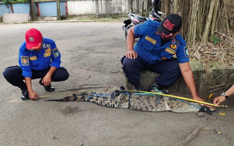 Buaya Muara di Desa Janti, Kediri Ditangkap Warga