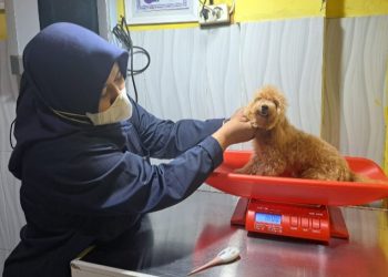 Ditinggal Mudik, Jasa Penitipan Hewan Laris Manis