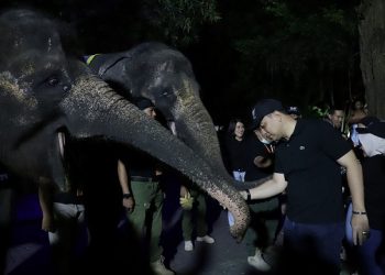 Surabaya Night Zoo, Sensasi Keliling KBS Malam Hari