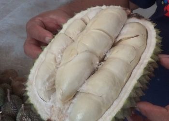 Musim Durian di Trenggalek, Pedagang Tawarkan Harga Murah
